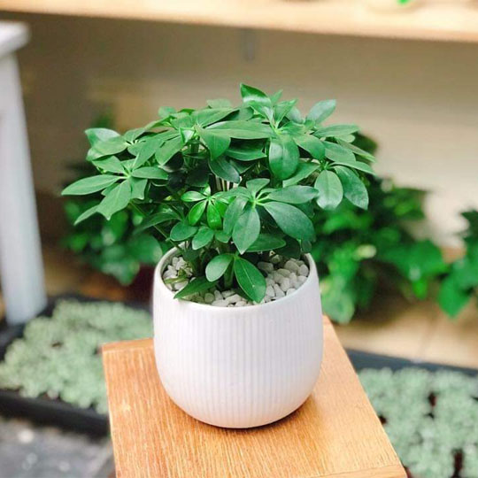 Cây phong thuỷ - cây ngũ gia bì